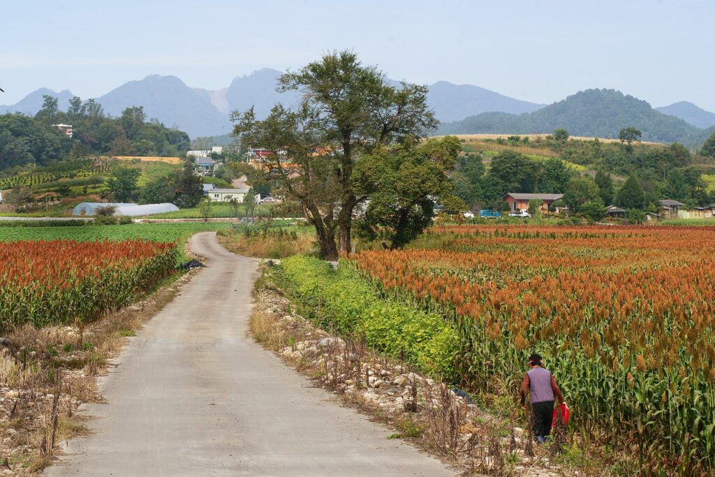 african millet field, farm, country